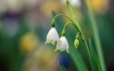 Spring Fizzy Shopping Night
